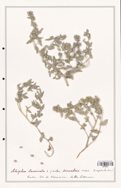 Atriplex laciniata  (Amaranthaceae)