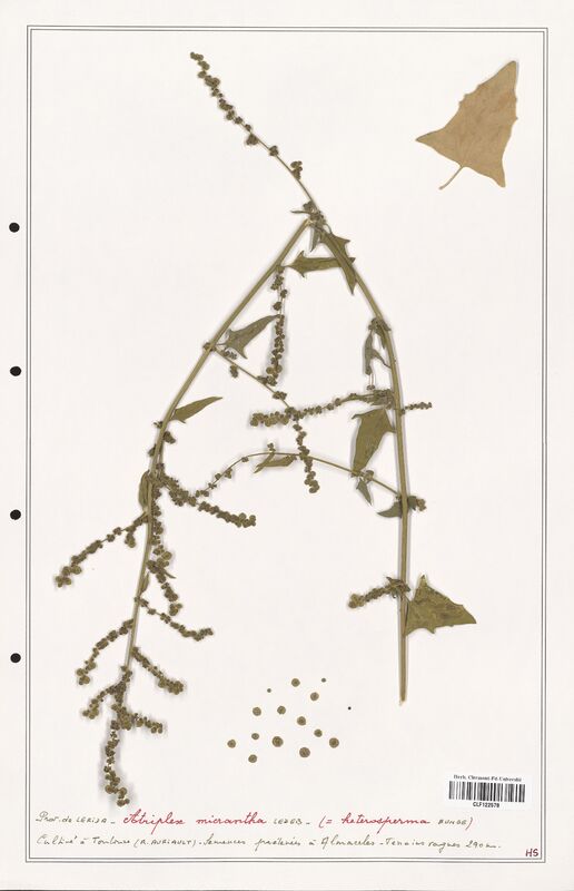 Atriplex micrantha  (Amaranthaceae)