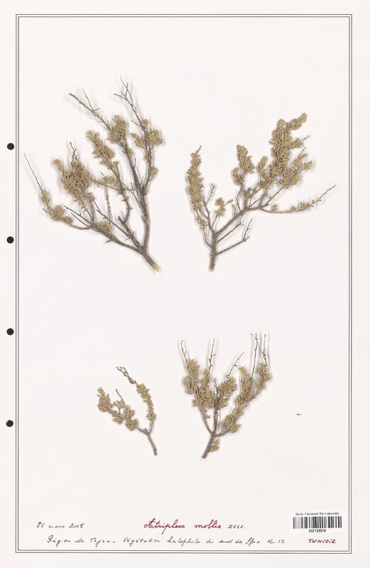 Atriplex mollis  (Amaranthaceae)