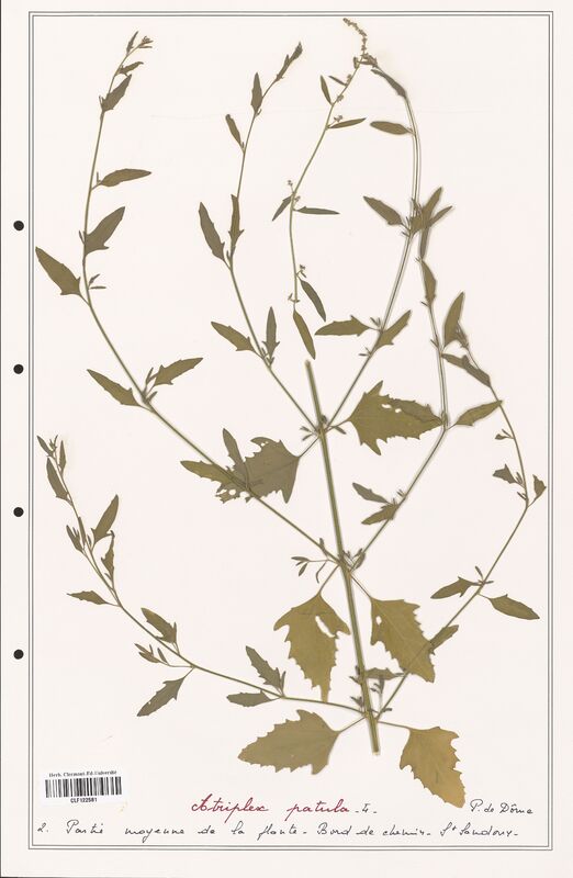 Atriplex patula  (Amaranthaceae)