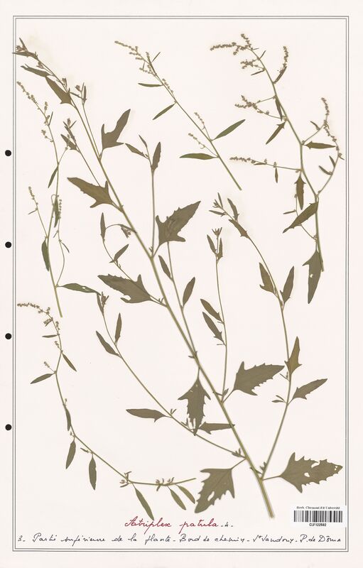 Atriplex patula  (Amaranthaceae)