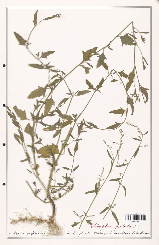 Atriplex patula  (Amaranthaceae)