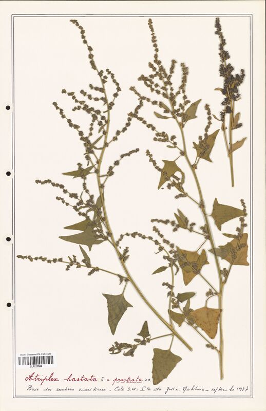 Atriplex hastata  (Amaranthaceae)