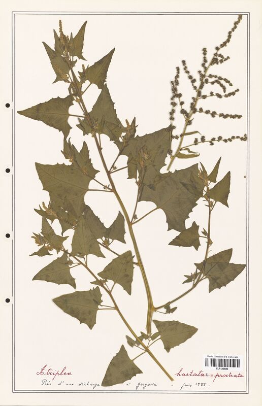 Atriplex hastata  (Amaranthaceae)