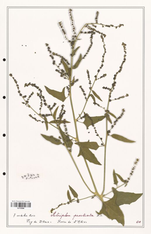Atriplex prostrata  (Amaranthaceae)