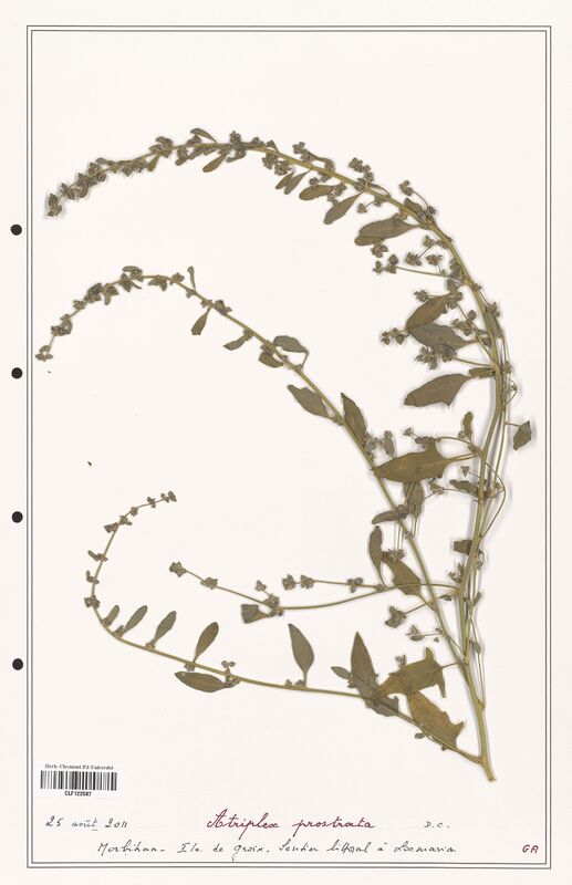 Atriplex prostrata  (Amaranthaceae)