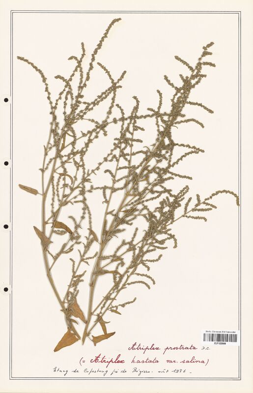 Atriplex prostrata  (Amaranthaceae)
