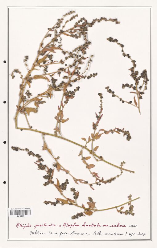 Atriplex prostrata  (Amaranthaceae)