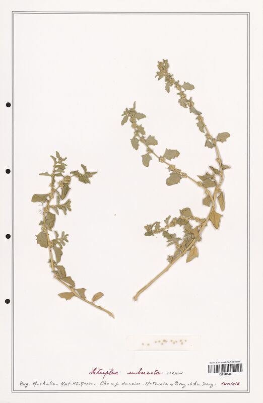 Atriplex suberecta  (Amaranthaceae)