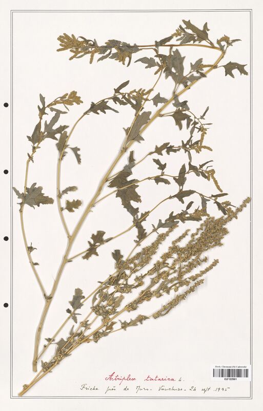 Atriplex tatarica  (Amaranthaceae)