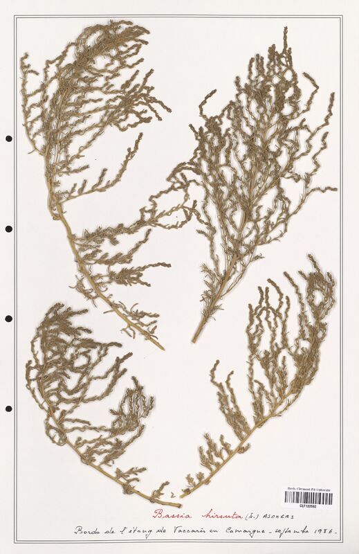 Bassia hirsuta  (Amaranthaceae)