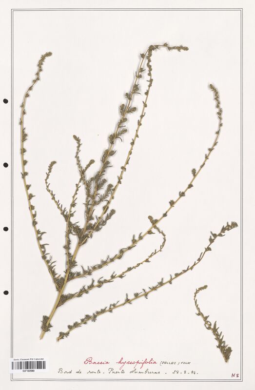 Bassia hyssopifolia  (Amaranthaceae)