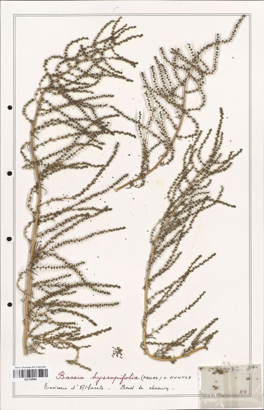 Bassia hyssopifolia  (Amaranthaceae)