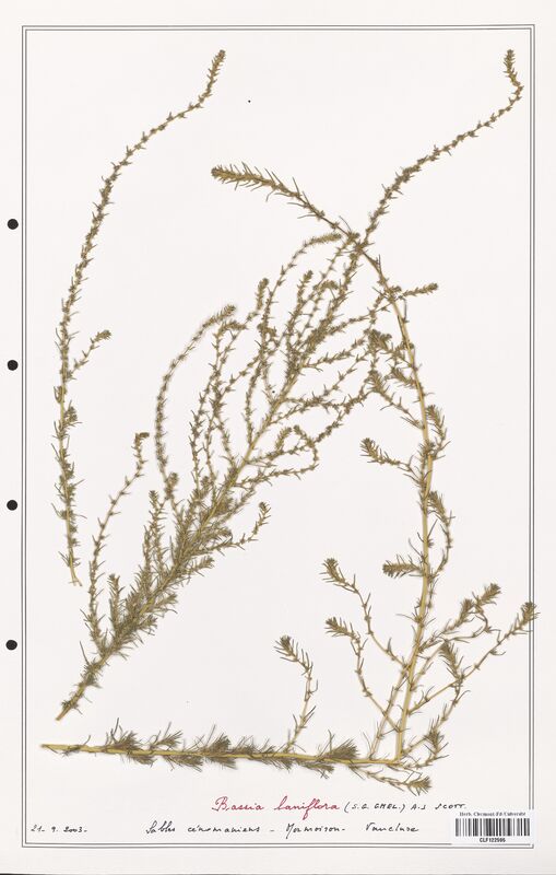 Bassia laniflora  (Amaranthaceae)