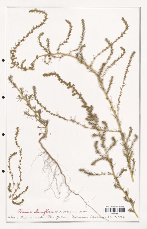 Bassia laniflora  (Amaranthaceae)