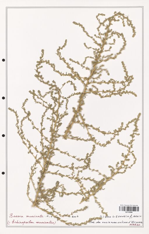 Bassia muricata  (Amaranthaceae)