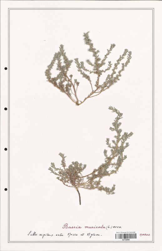 Bassia muricata  (Amaranthaceae)