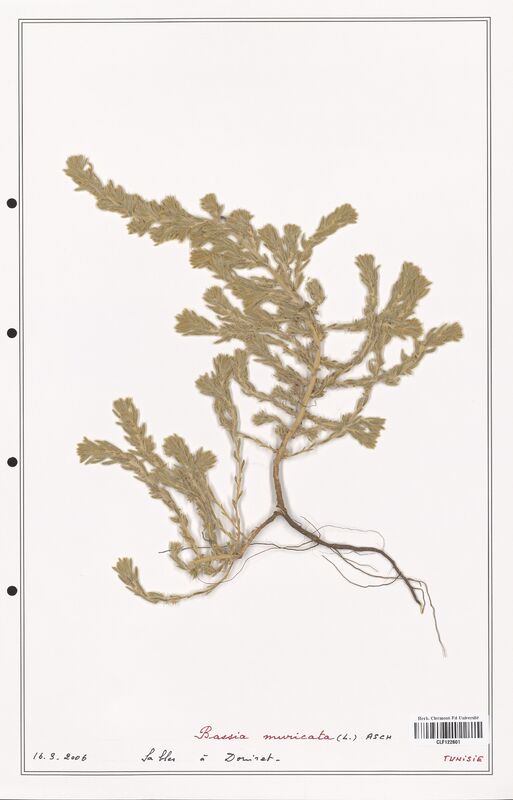 Bassia muricata  (Amaranthaceae)