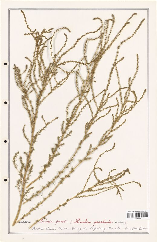 Bassia prost  (Amaranthaceae)