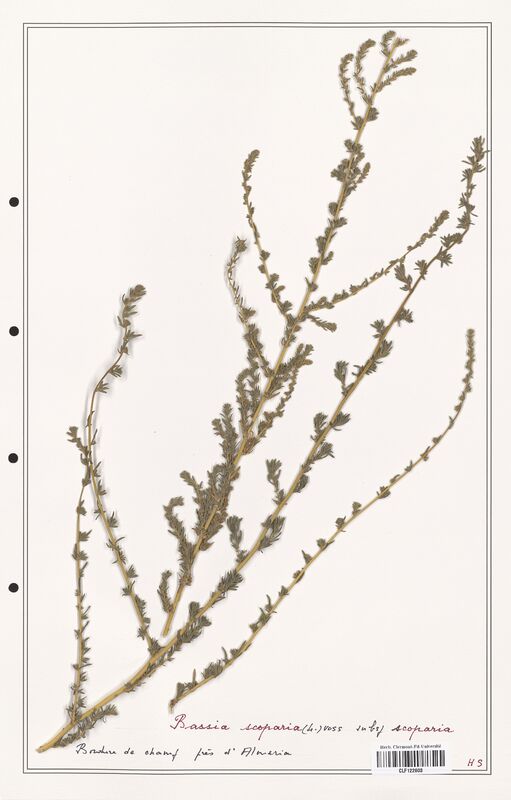 Bassia scoparia  (Amaranthaceae)