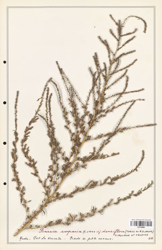 Bassia scoparia  (Amaranthaceae)