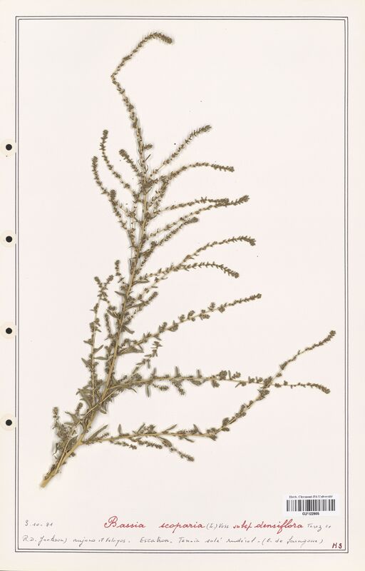 Bassia scoparia  (Amaranthaceae)