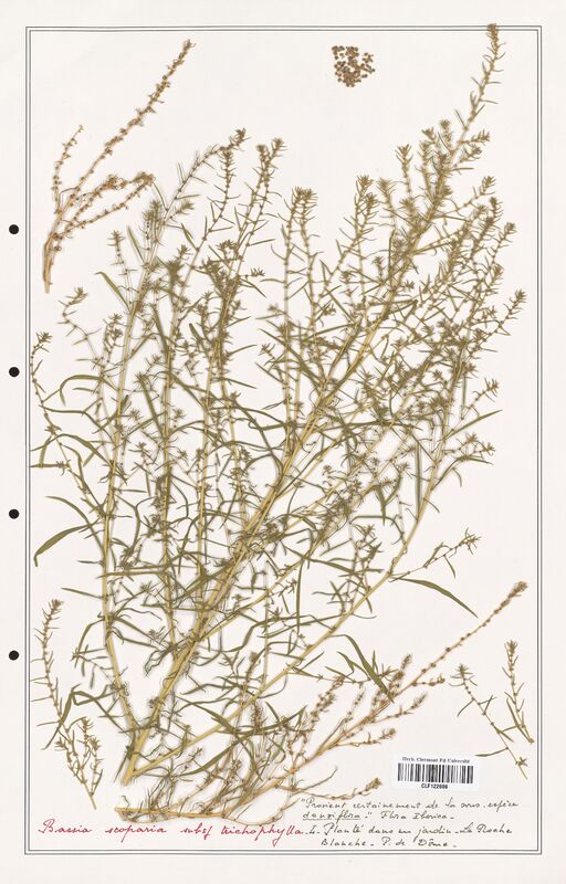 Bassia scoparia  (Amaranthaceae)