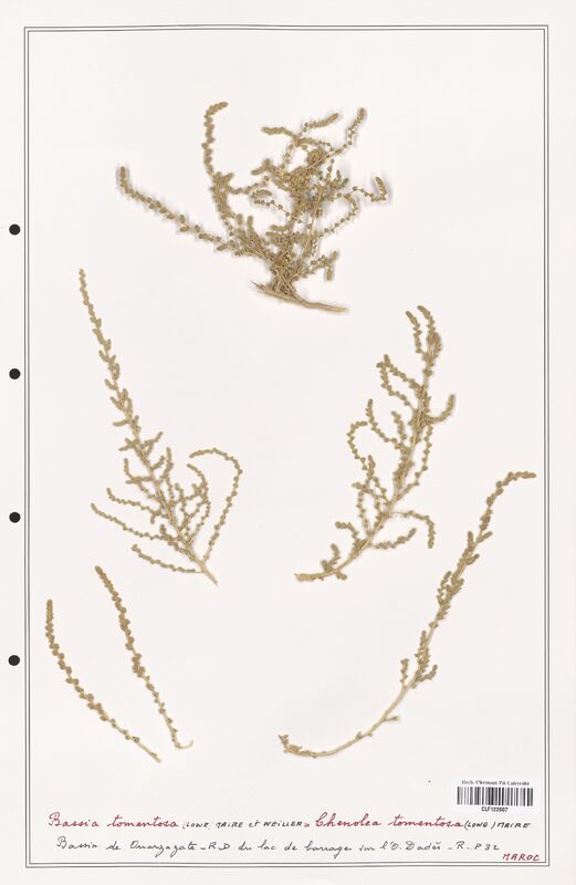 Bassia tomentosa  (Amaranthaceae)