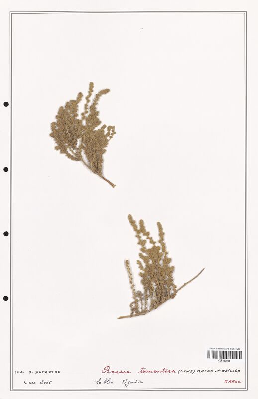 Bassia tomentosa  (Amaranthaceae)