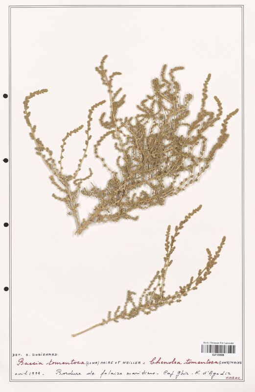 Bassia tomentosa  (Amaranthaceae)