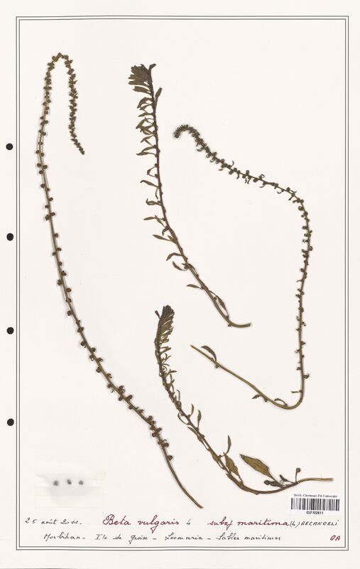 Beta vulgaris  (Amaranthaceae)