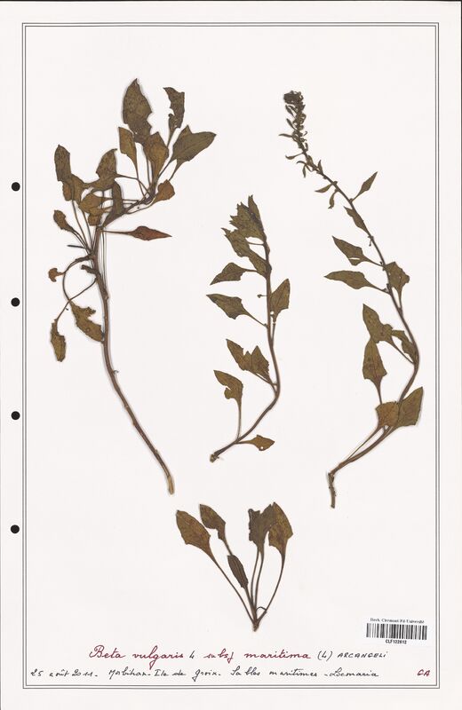 Beta vulgaris  (Amaranthaceae)