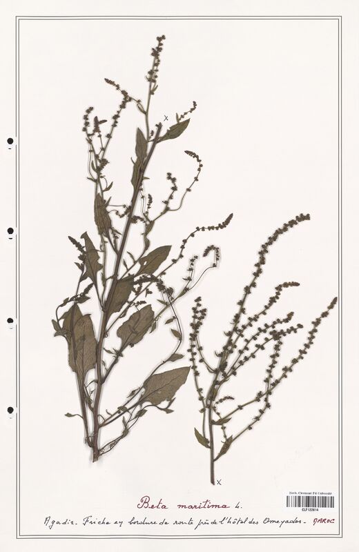 Beta maritima  (Amaranthaceae)