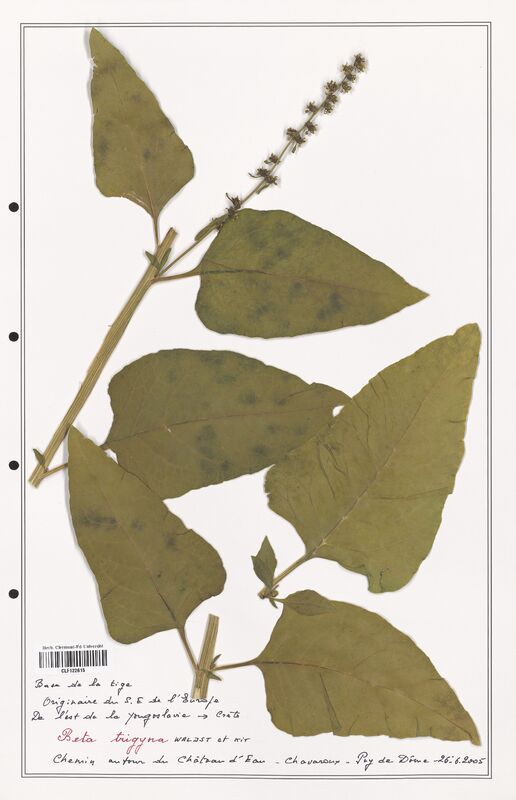 Beta trigyna  (Amaranthaceae)