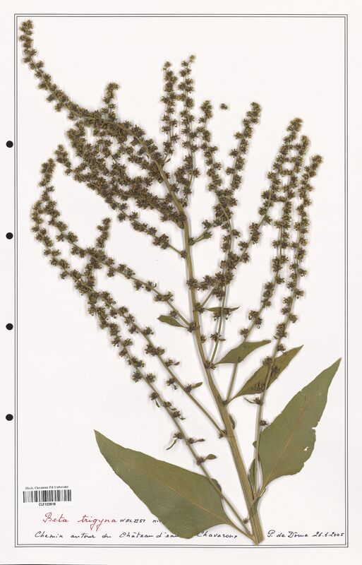 Beta trigyna  (Amaranthaceae)