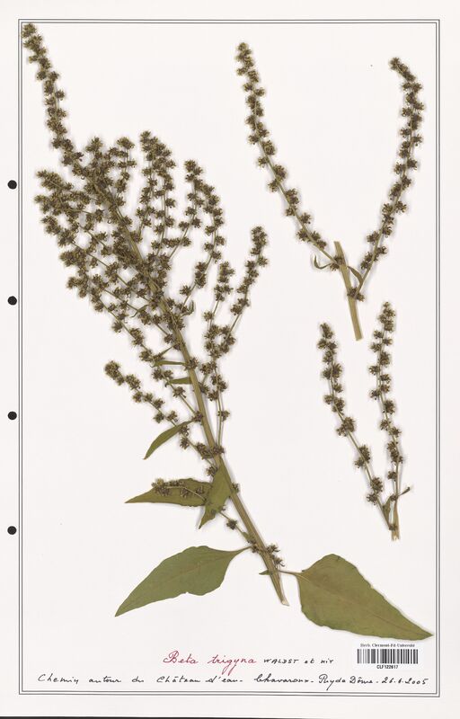 Beta trigyna  (Amaranthaceae)