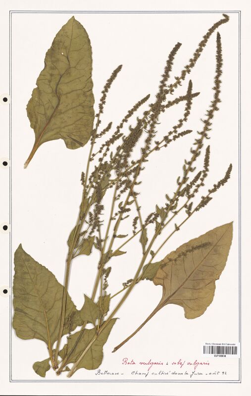 Beta vulgaris  (Amaranthaceae)