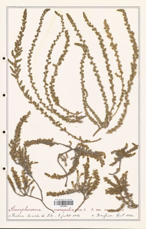 Camphorosma monspeliaca  (Amaranthaceae)