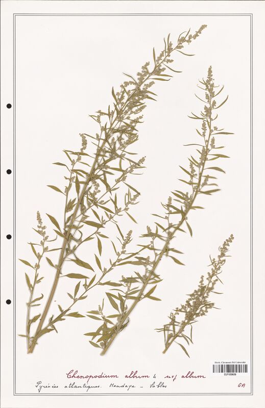 Chenopodium album  (Amaranthaceae)