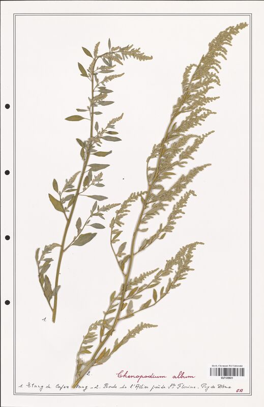 Chenopodium album  (Amaranthaceae)