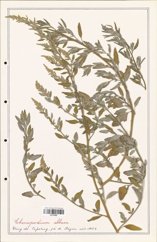 Chenopodium album  (Amaranthaceae)