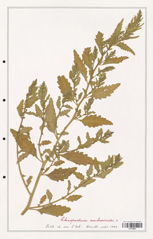 Chenopodium ambrosioides  (Amaranthaceae)