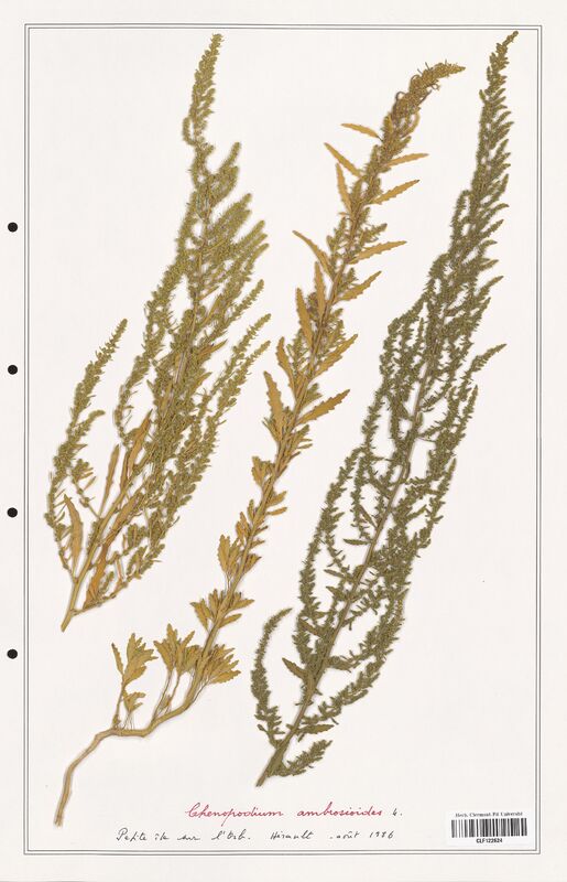 Chenopodium ambrosioides  (Amaranthaceae)