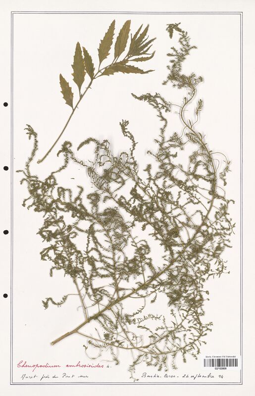 Chenopodium ambrosioides  (Amaranthaceae)