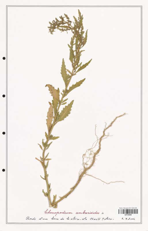 Chenopodium ambrosioides  (Amaranthaceae)