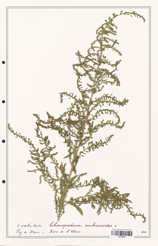 Chenopodium ambrosioides  (Amaranthaceae)