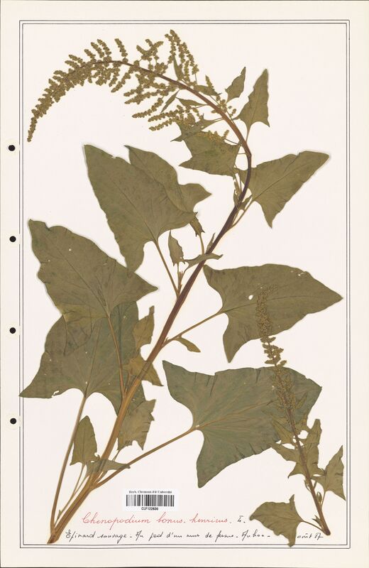 Chenopodium bonus_henricus  (Amaranthaceae)