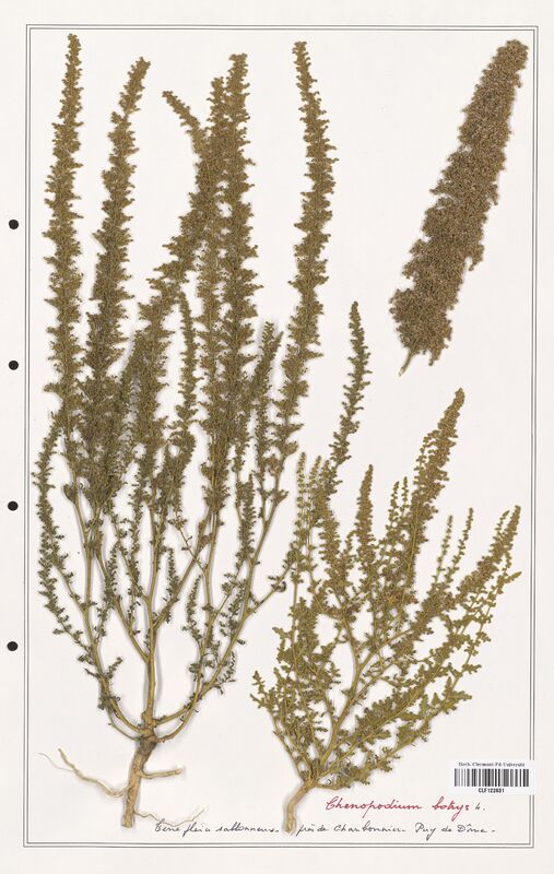 Chenopodium botrys  (Amaranthaceae)