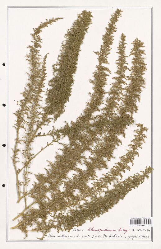 Chenopodium botrys  (Amaranthaceae)