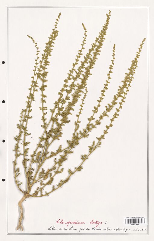 Chenopodium botrys  (Amaranthaceae)